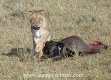 A quest for the Big Five in Kenya