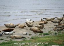 The Punt van Reide in the Netherlands, nature on the border of land and sea