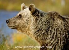 In search of the brown bear: an expedition on the taiga in Finland