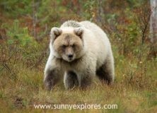 A close encounter in Finland, the White Spirit Bear