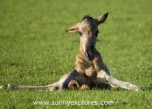 Witnessing the birth of a wild foal