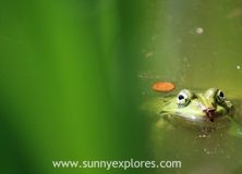 The 5th anniversary of sunnyexplores.com