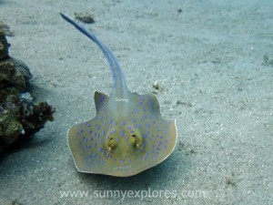 Diving in Dahab 1