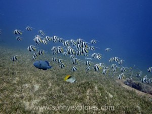 Diving in Dahab 11