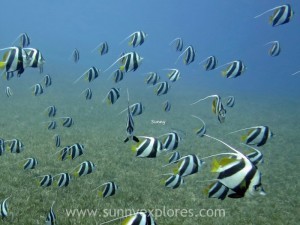 Diving in Dahab 12