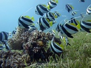 Diving in Dahab 13