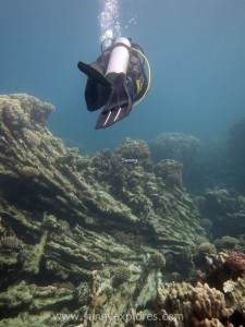 Diving in Dahab 14