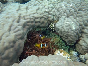 Diving in Dahab 17