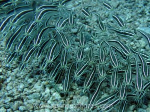 Diving in Dahab 19