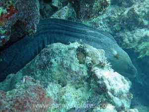 Diving in Dahab 21