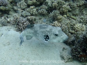 Diving in Dahab 23