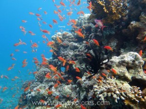 Diving in Dahab 24