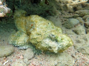 Diving in Dahab 25