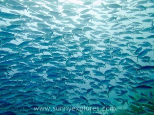 Diving in Dahab 4