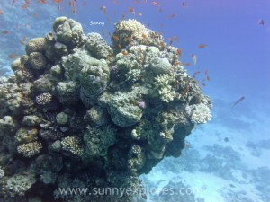 Diving in Dahab 5