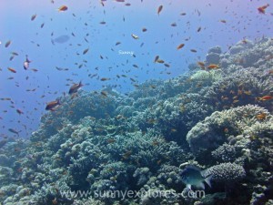 Diving in Dahab 7