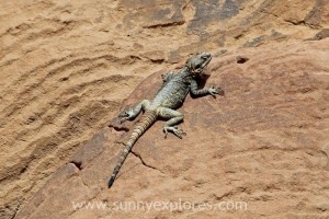 Wadi Rum 15