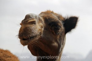 Wadi Rum 17