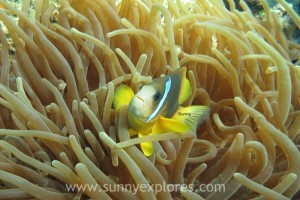 Sunny explores Diving Dahab