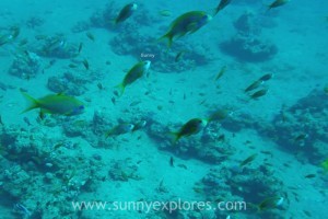 Sunnyexplores Dahab 2016-12