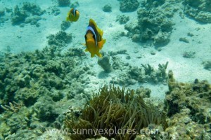 Sunnyexplores Dahab 2016-15