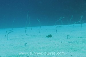 Sunnyexplores Dahab 2016-25