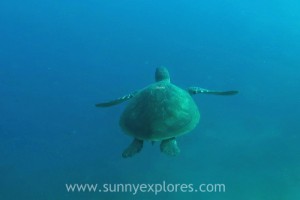 Sunnyexplores Dahab 2016-3