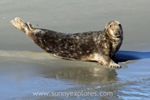 Sunnyexplores Ameland 12