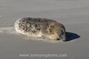 Sunnyexplores Ameland 13