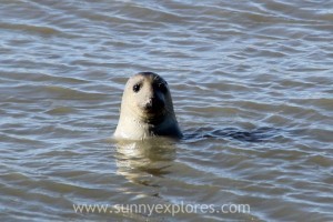 Sunnyexplores Ameland 14