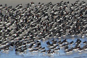 Sunnyexplores Ameland 19