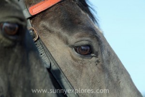 Sunnyexplores Ameland 5