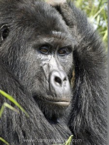 Sunnyexplores Gorilla (12)