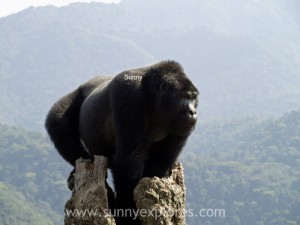 Sunnyexplores Gorilla (4)