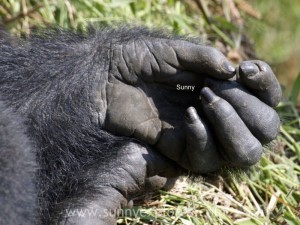 Sunnyexplores Gorilla (6)