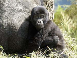 Sunnyexplores Gorilla (7)