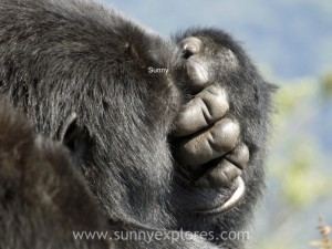 Sunnyexplores Gorilla (9)