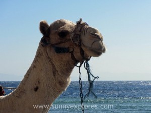 Sunnexplores Dahab 19