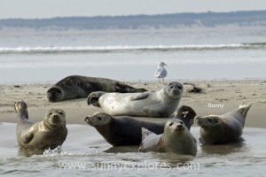 Sunnyexplores Vlieland 2016 (10)