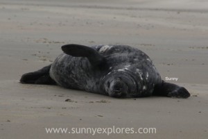 Sunnyexplores Vlieland 2016 (12)