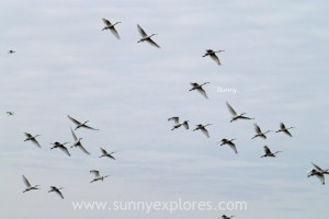 Sunnyexplores Vlieland 2016 (15)