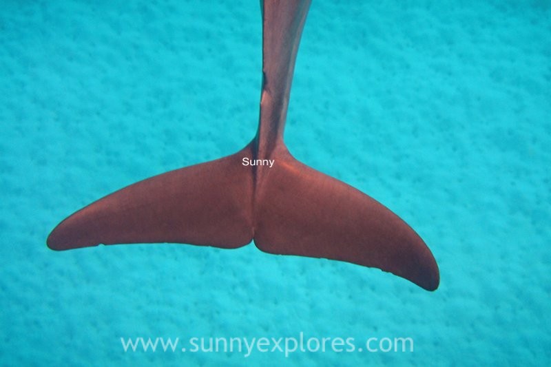Sunnyexplores dolphins 11