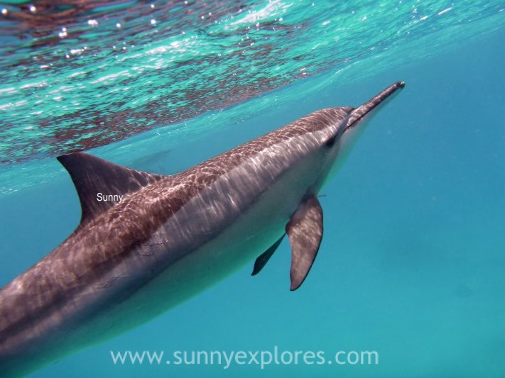 Sunnyexplores dolphins 12