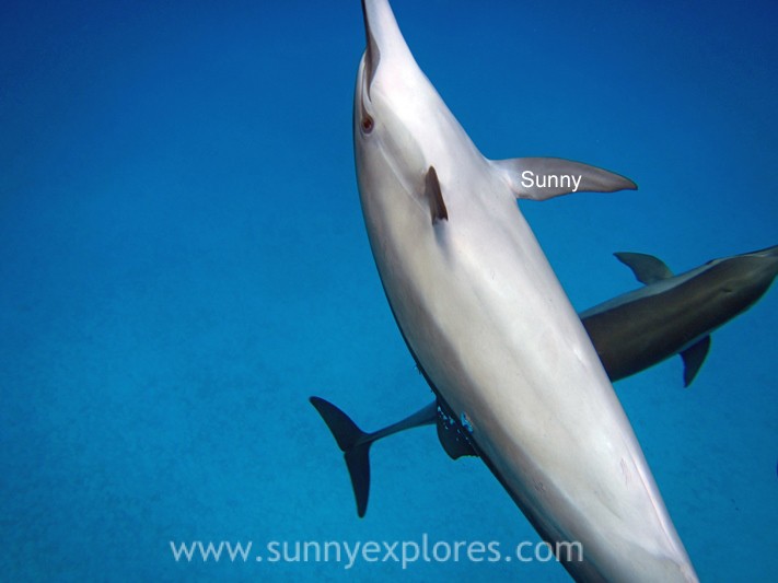 Sunnyexplores dolphins (8)