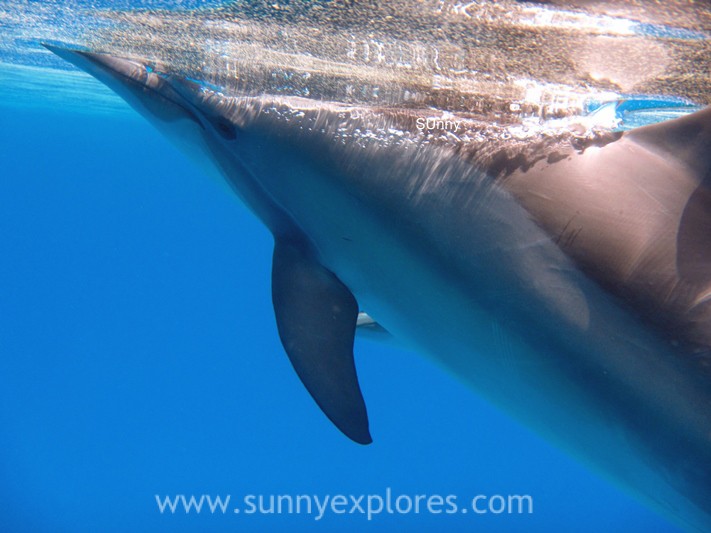 Sunnyexplores dolphins (9)