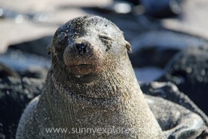 Sunnyexplores Galapagos 19kopie