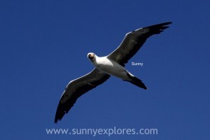 Sunnyexplores Galapagos 20kopie