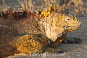 Sunnyexplores Galapagos 3kopie