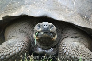 Sunnyexplores Galapagos 4kopie