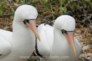 Sunnyexplores Galapagos 7kopie